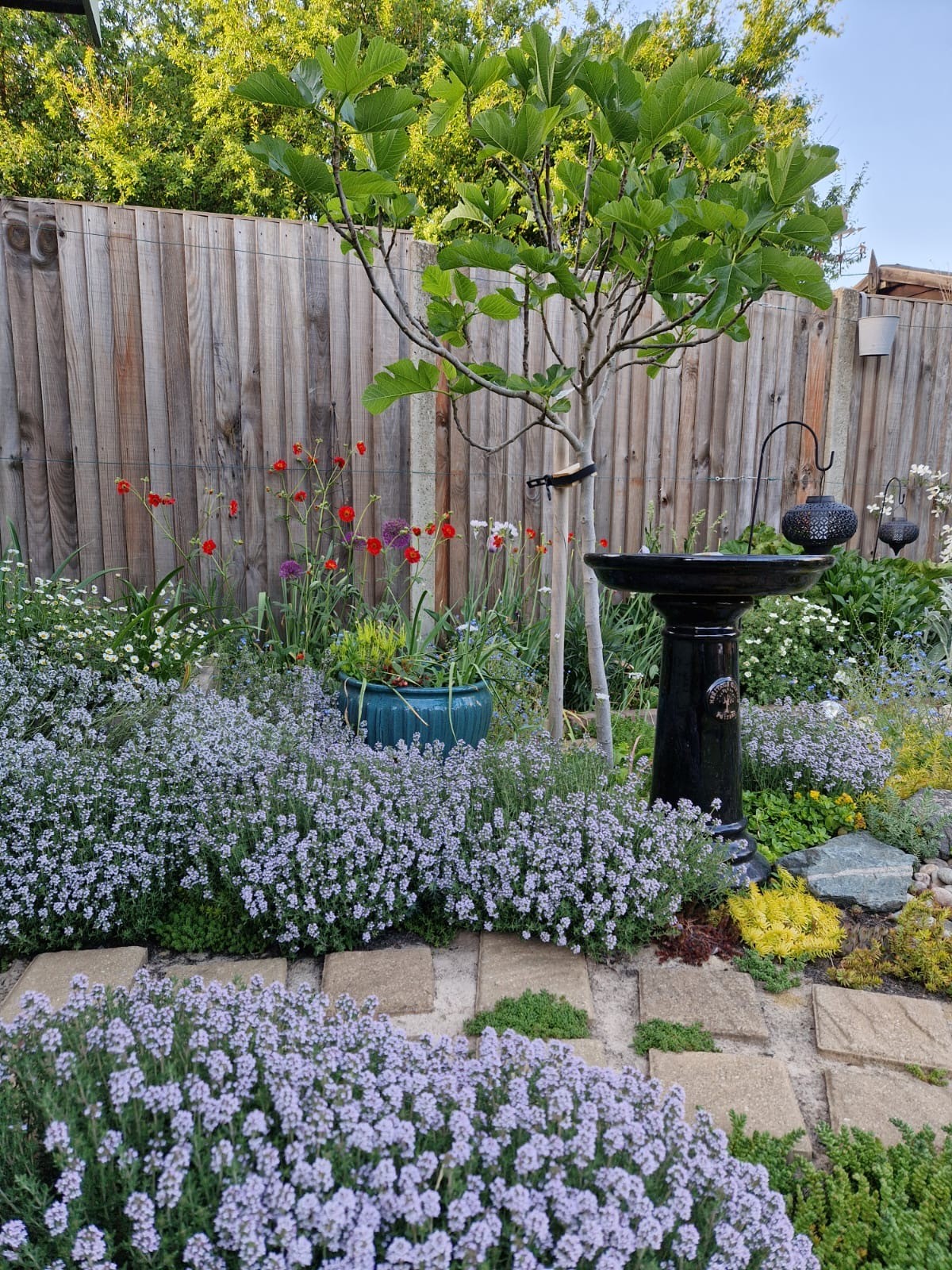 garden with bird bath